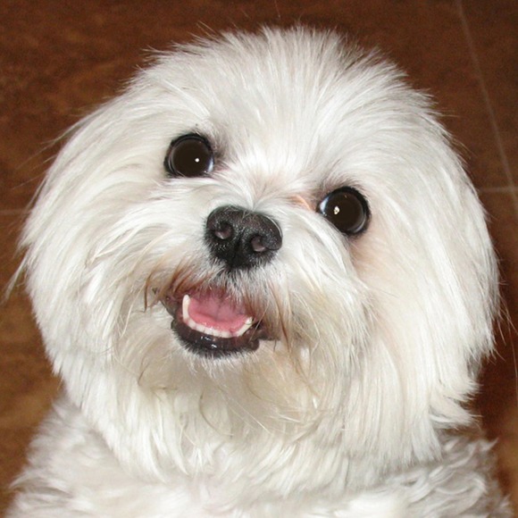 Meet your Posher, Ronnie - Picture 1 of 1